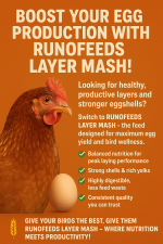 Layer Mash - Image 4